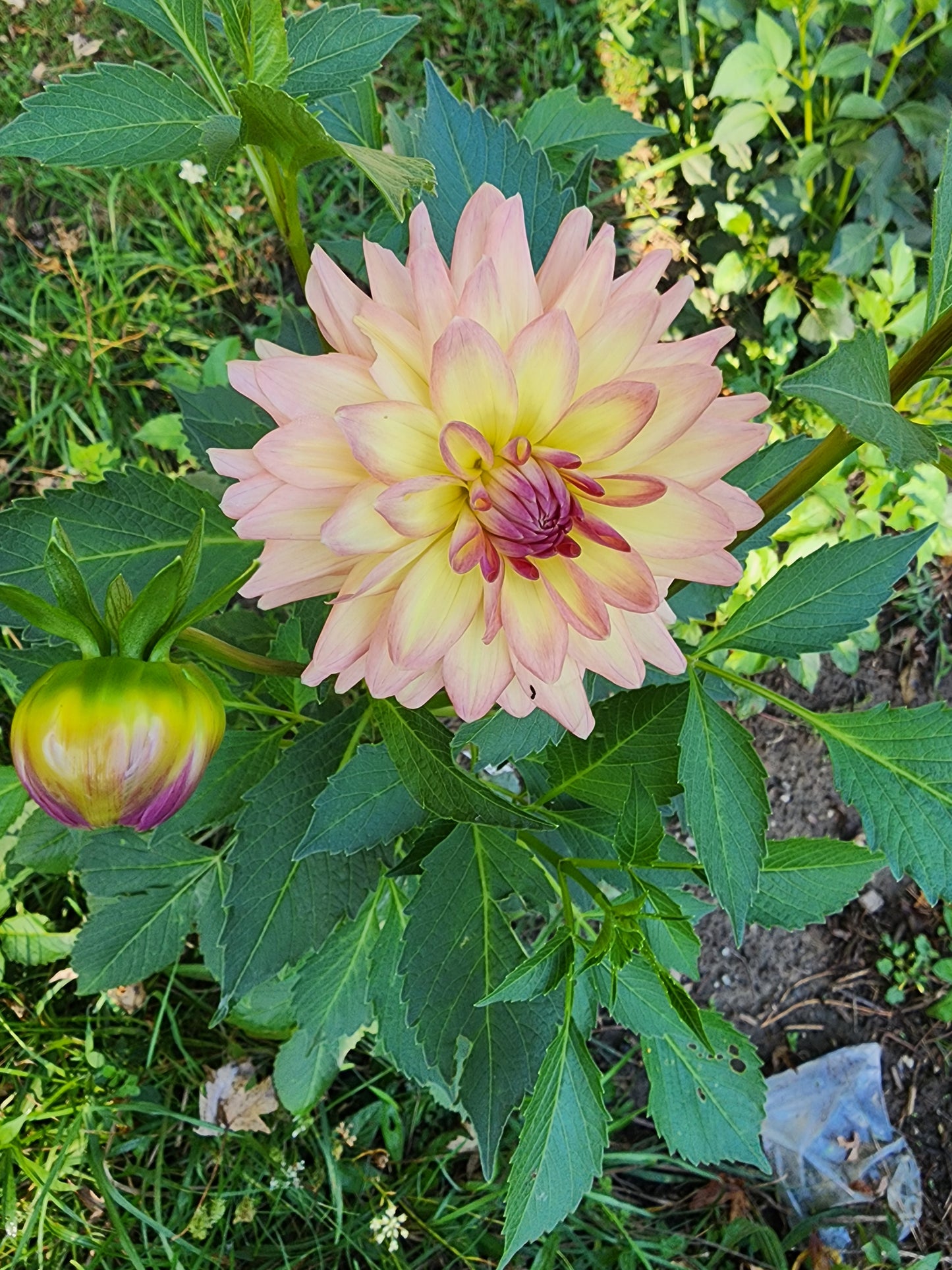 Canada Only Spring Shipped Everbloom Lullaby (1 cutting)