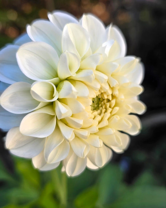 Ferncliff Key Lime 🇨🇦 (1 tuber)