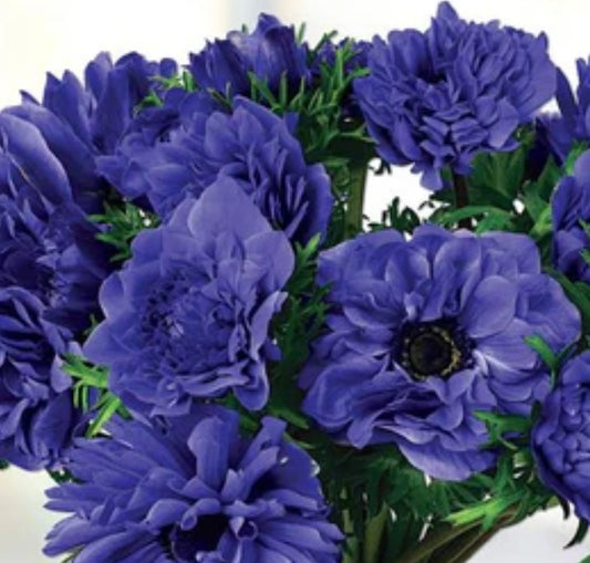 Fullstar Blue Anemone