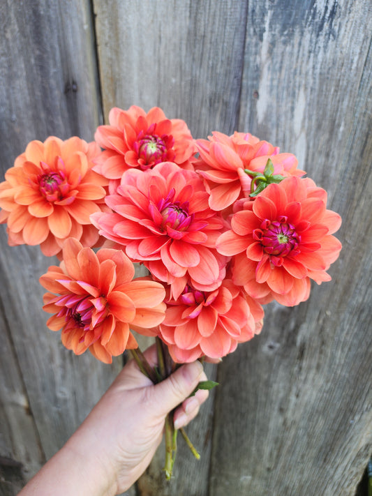 Canada Only Spring Shipped Geerlings Cupido (1 cutting)