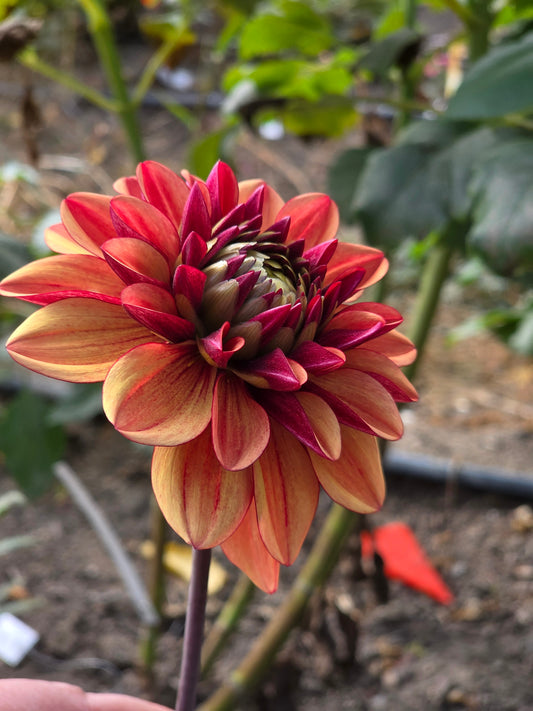 Glossy Macarena (1 tuber)