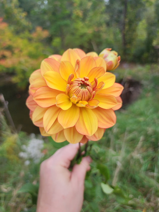 Grandma's Hug (1 tuber)