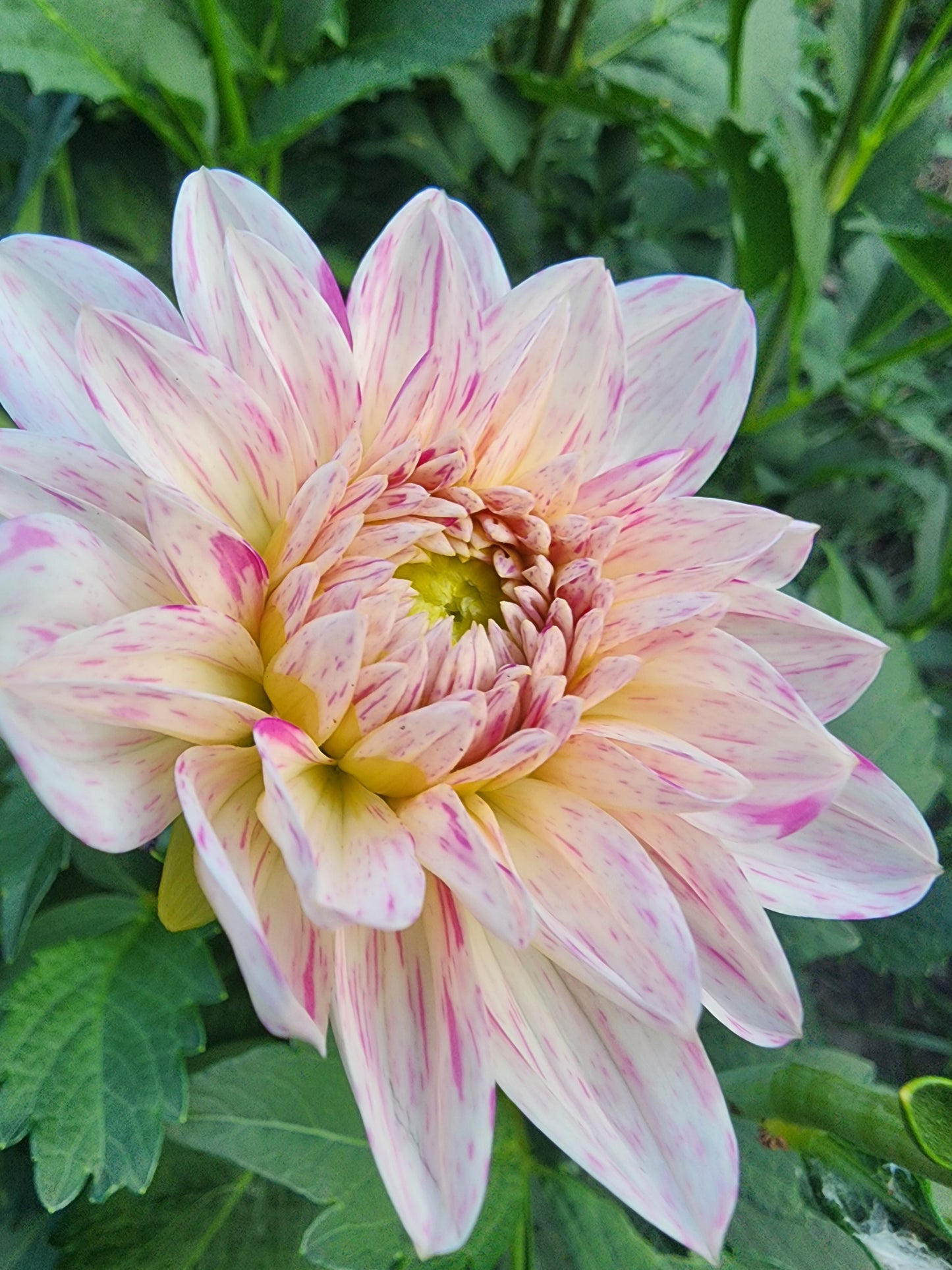 HB Candyland (1 tuber)🇨🇦