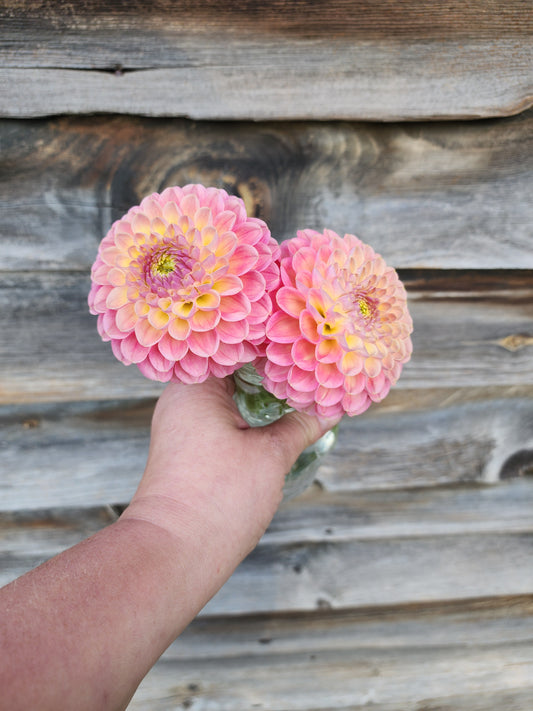 Canada Only Spring Shipped Hapet Baby Peach (1 cutting)