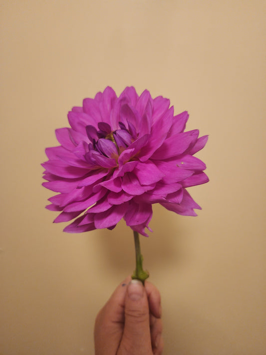 Hapet Blue Sea (1 tuber)