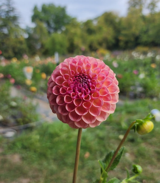 Hapet Coppery (5 Tubers)