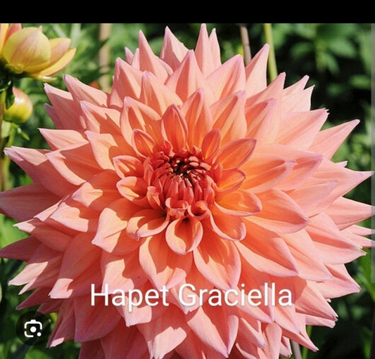 Hapet Graciella (1 tuber)