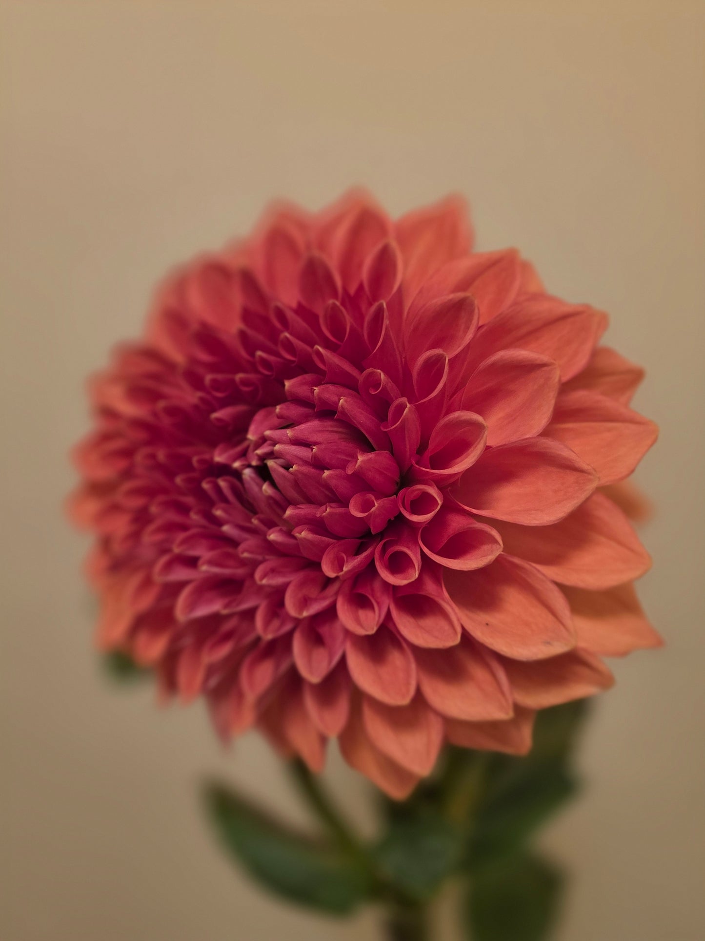 Canada Only Spring Shipped Hapet Mocca (1 cutting)