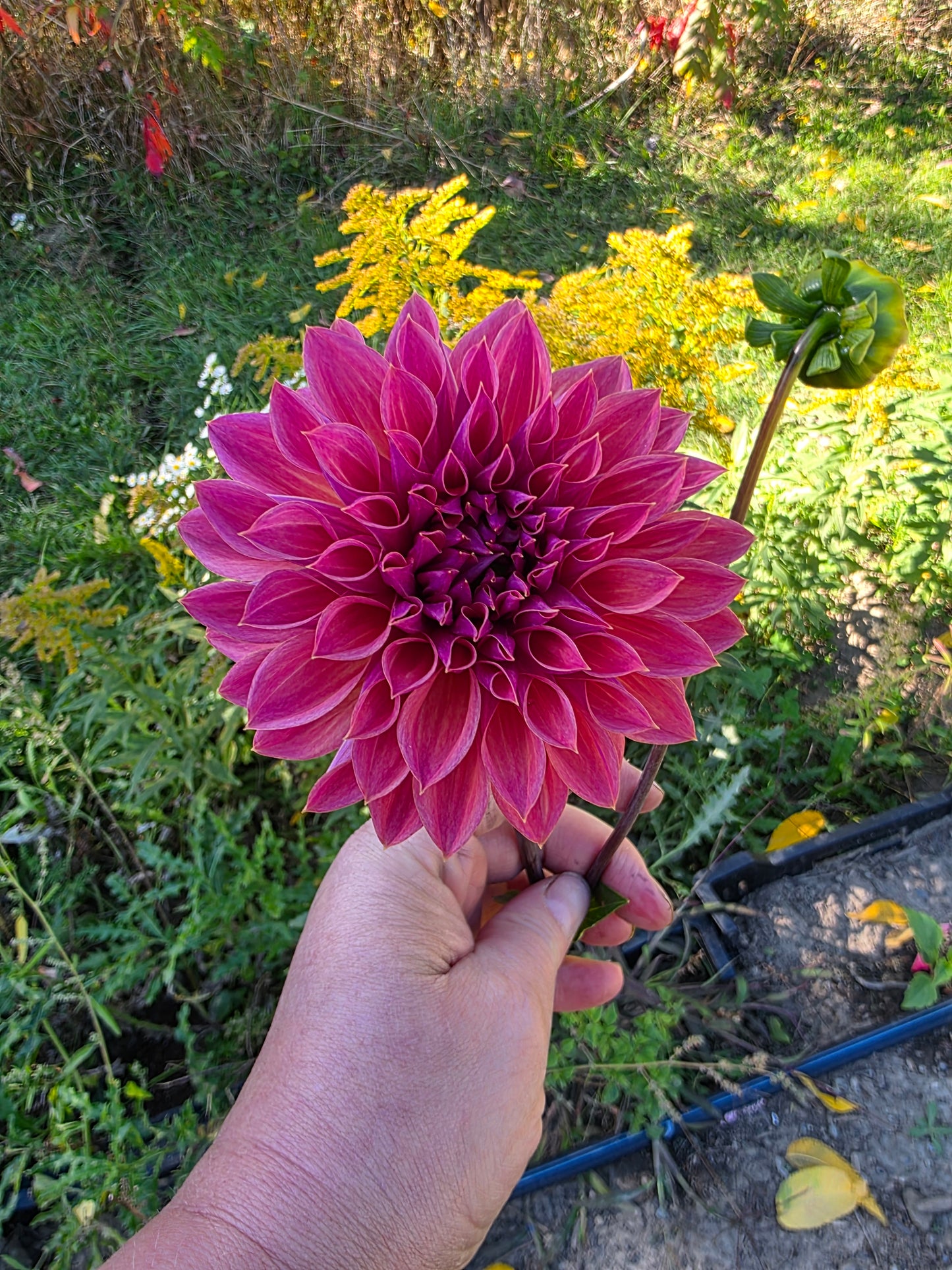 Canada Only Spring Shipped Hapet Modern Art (1 cutting)