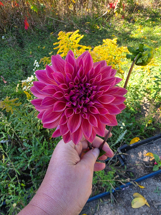 Canada Only Spring Shipped Hapet Modern Art (1 cutting)