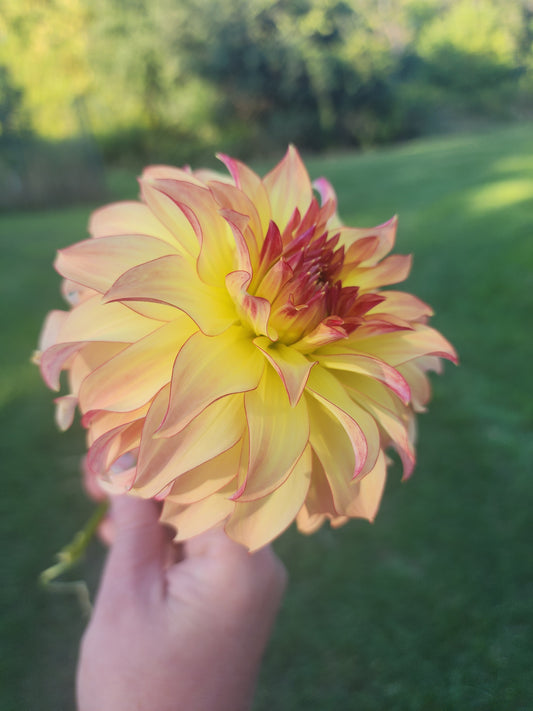 Hapet Poesi (1 tuber)