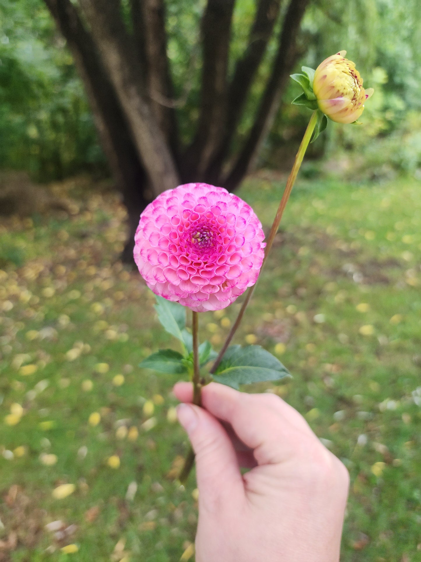 Canada Only Spring Shipped Hapet Pom (1 cutting)