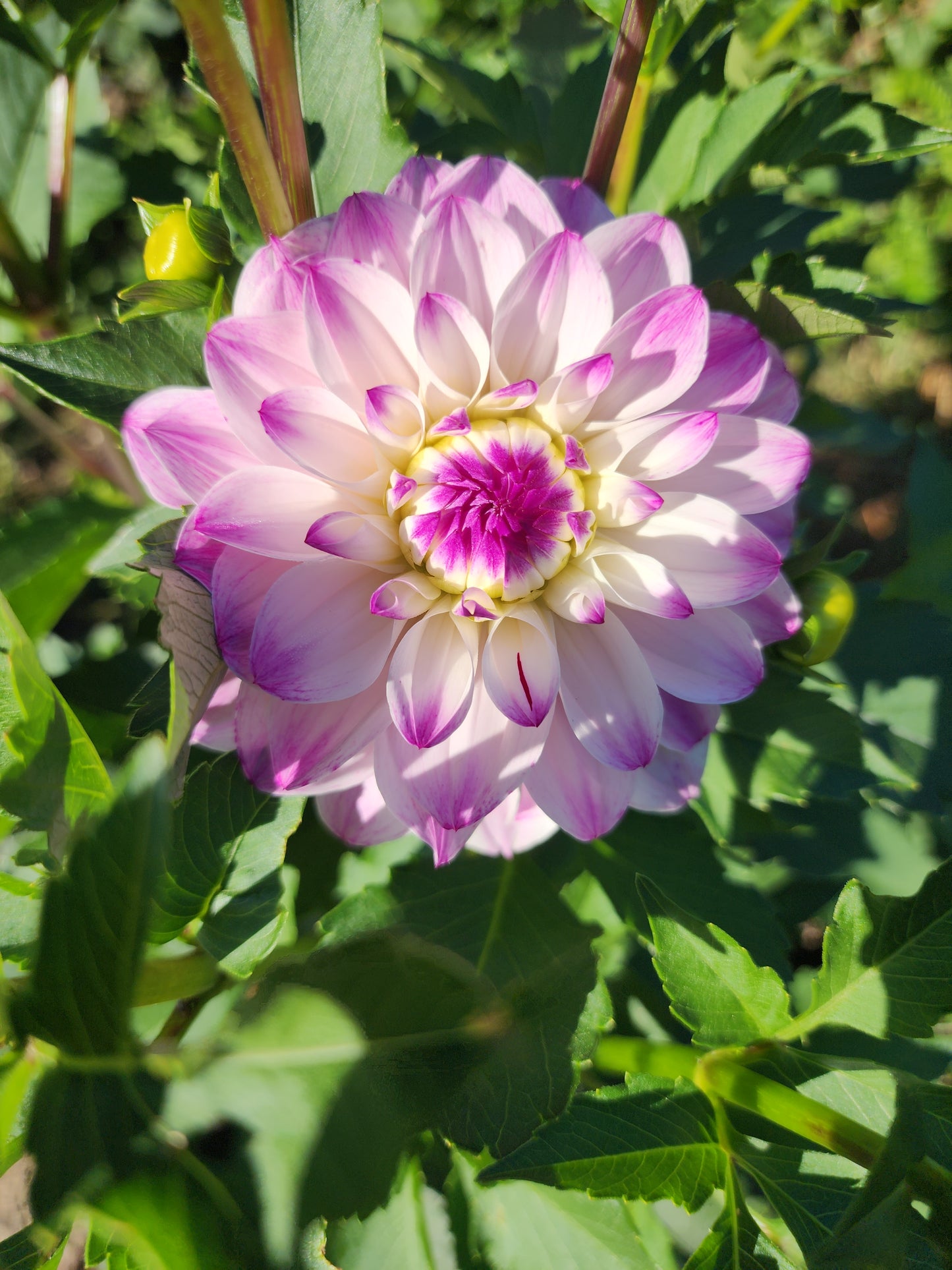 LIMIT ONE Hapet Rosa Munde (1 tuber)