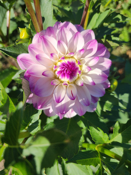 LIMIT ONE Hapet Rosa Munde (1 tuber)