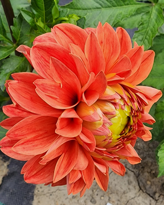 Tahoma Amble (1 tuber)