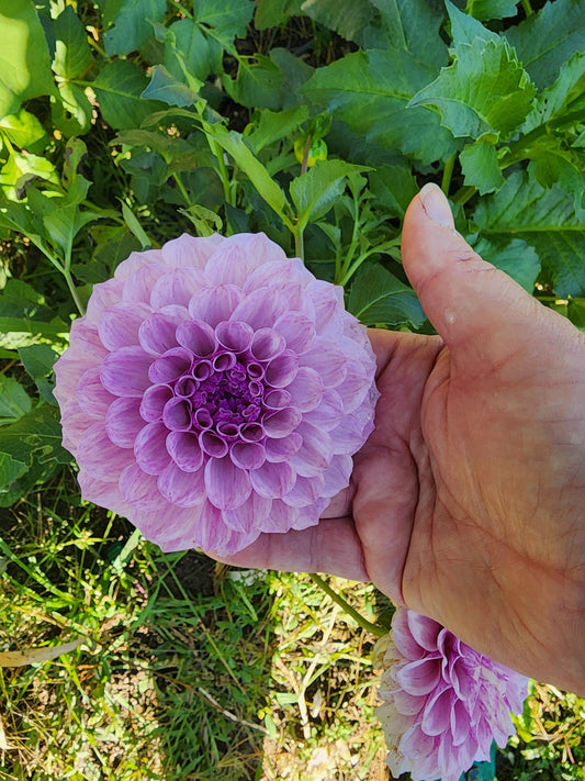 Canada Only Spring Shipped Jeff Bloom (1 cutting)