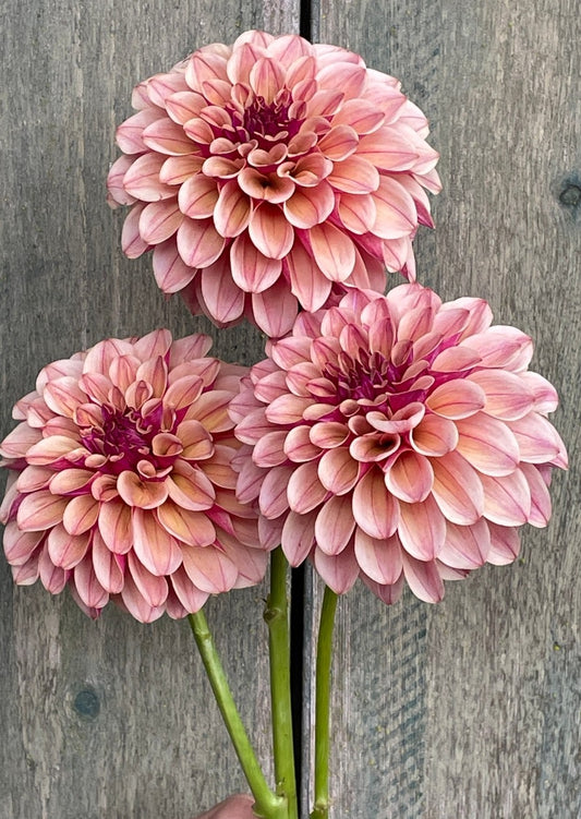 Canada Only Spring Shipped KA'S® Rhubarb (1 cutting)