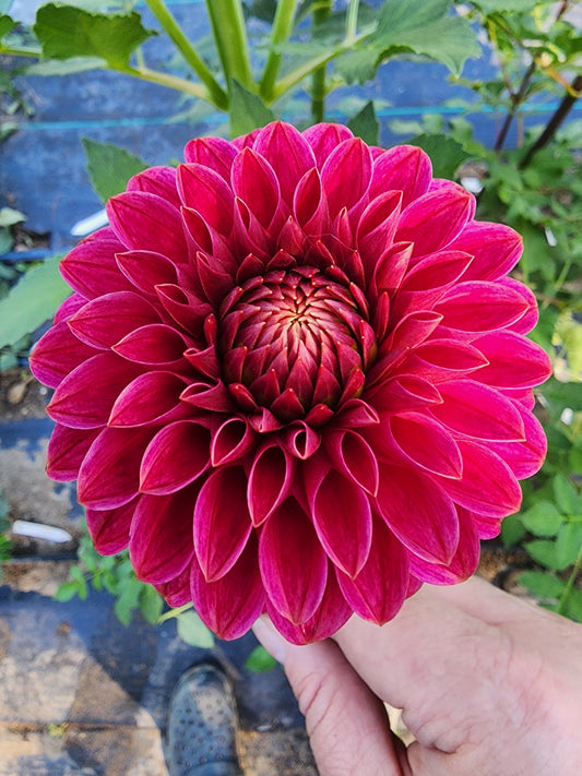 KA'S® Rosie Jo (1 tuber)
