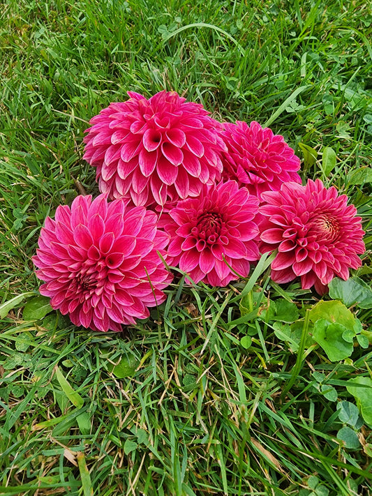 KA'S® Rosie Jo (1 tuber)