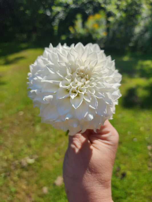 Canada Only Spring Shipped KA's® Bella Luna (1 cutting)