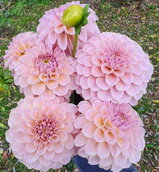 Canada Only Spring Shipped KA's® Cinder Rose (1 cutting)