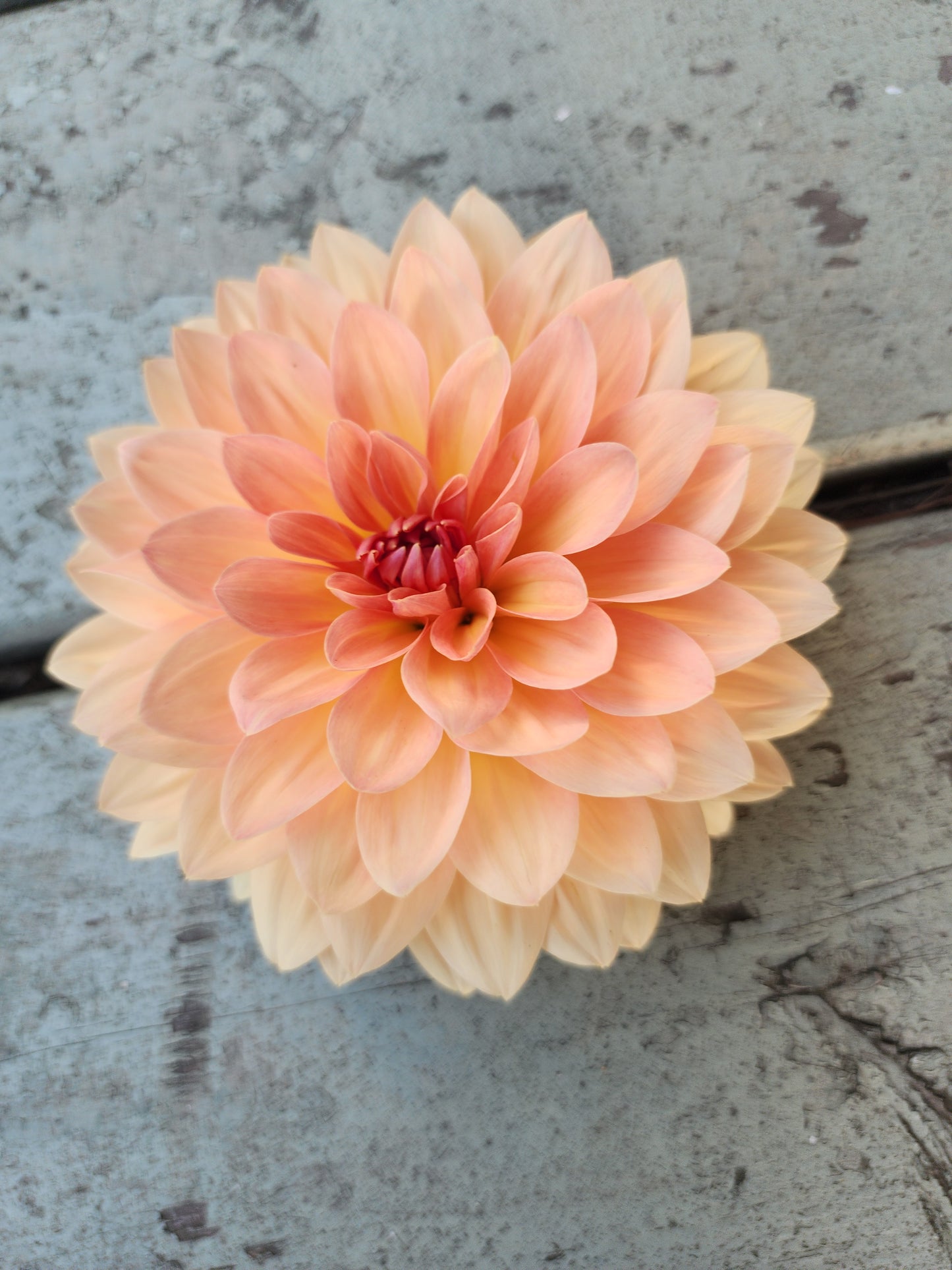 Canada Only Spring Shipped Kitty (1 cutting)