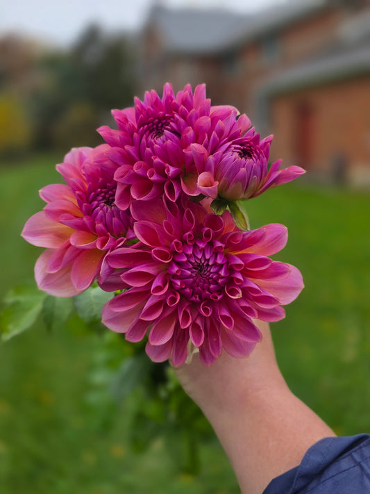 Lahaina Love (1 tuber)