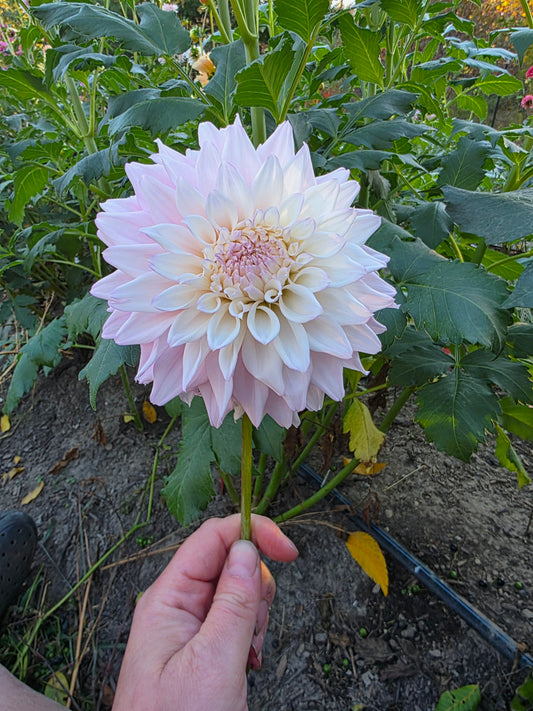 Lee's Blushed Charmeuse (1 tuber)