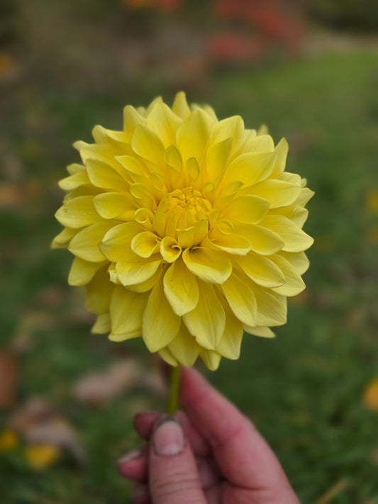 Lee's Golden Ruffle (1 tuber)