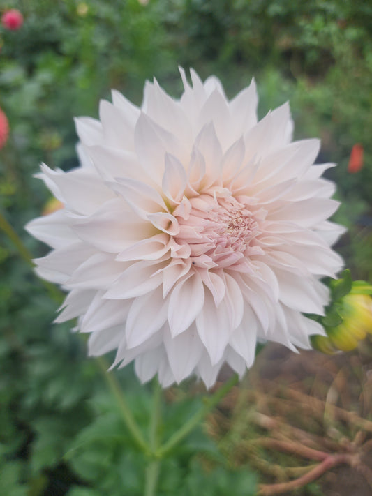 Canada Only Spring Shipped Lee's Starchild (1 cutting)