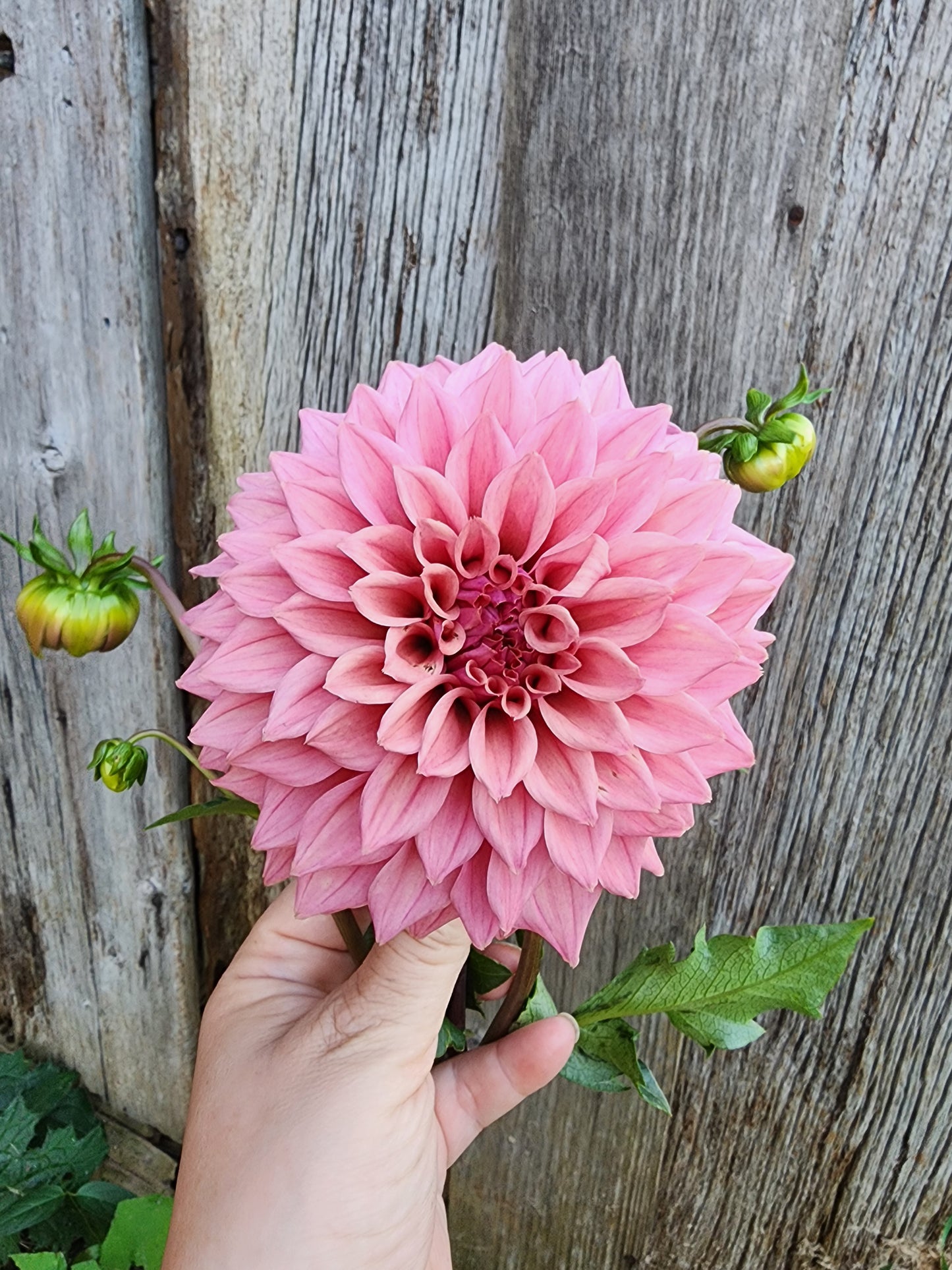 Canada Only Spring Shipped Lee's Swiss Miss (1 cutting)