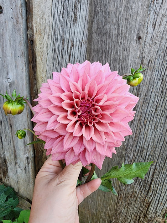 Canada Only Spring Shipped Lee's Swiss Miss (1 cutting)