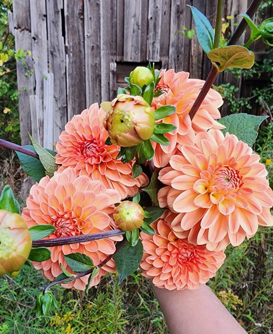 LIMIT ONE Lee's Zesty Peach (1 tuber)