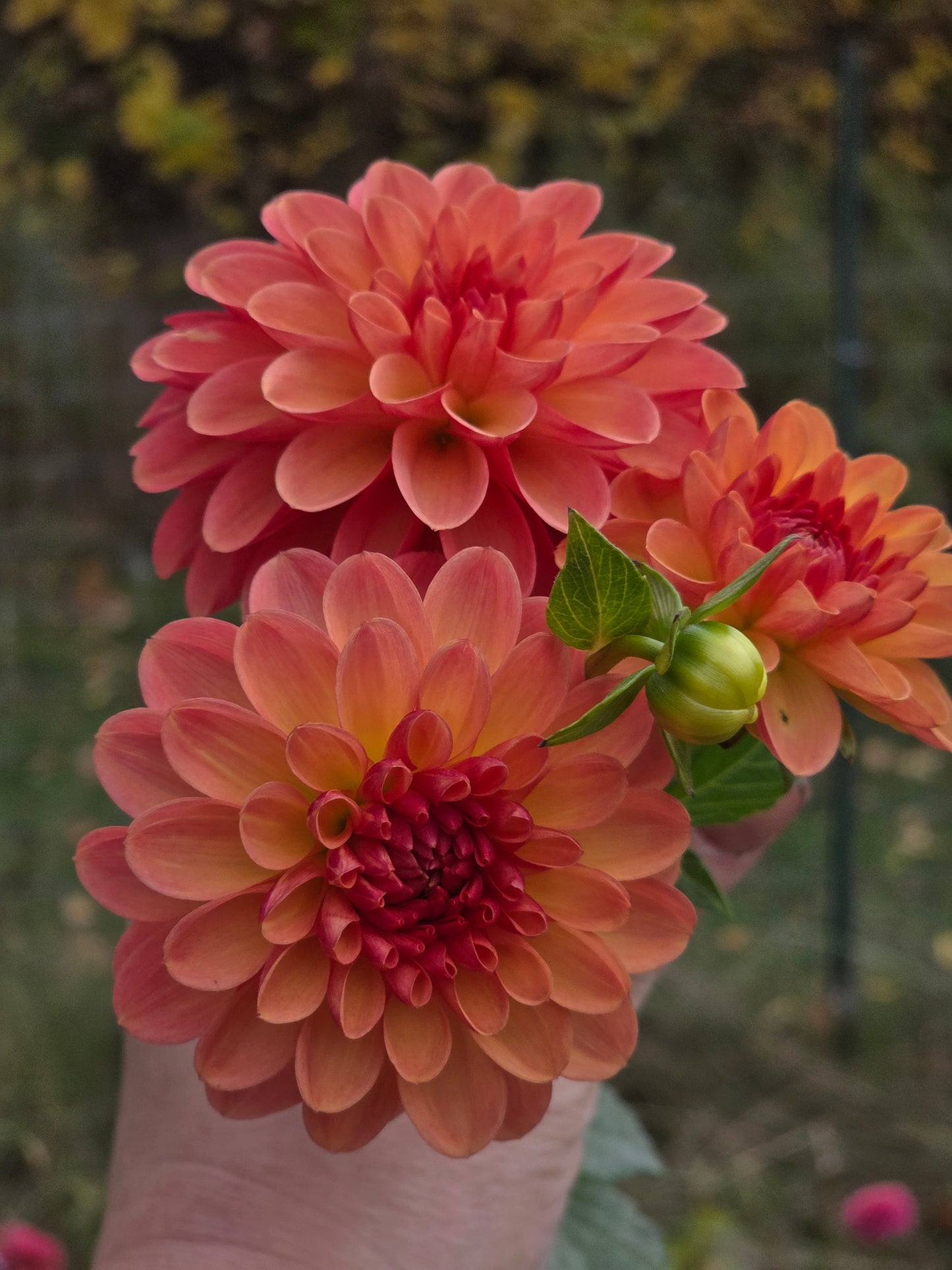 Canada Only Spring Shipped Letterkenny Autumn Joy (1 cutting)