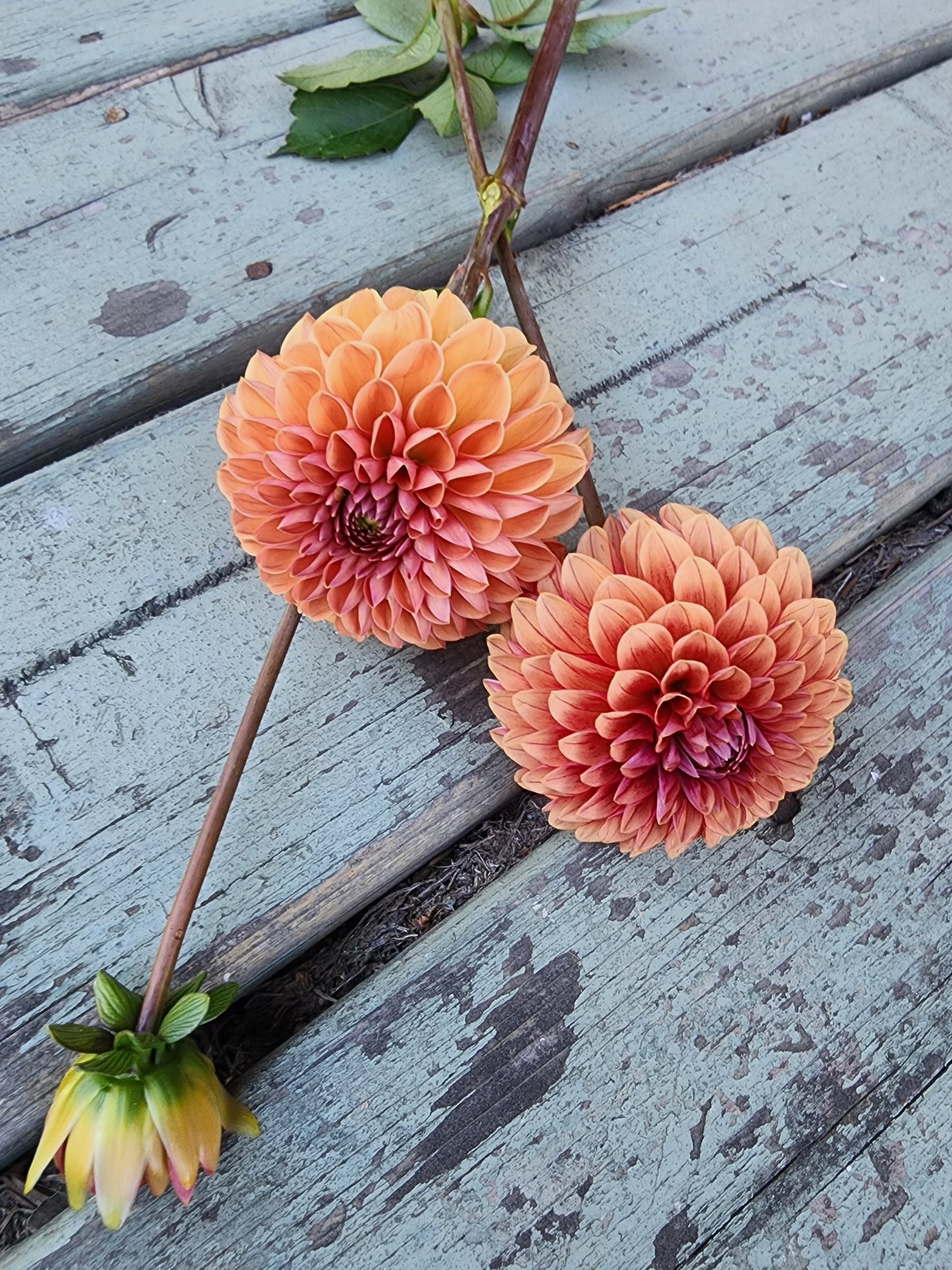 Canada Only Spring Shipped Letterkenny Hope's Gift (1 cutting)