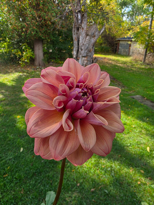 Canada Only Spring Shipped Lileah Caramel Rose (1 cutting)