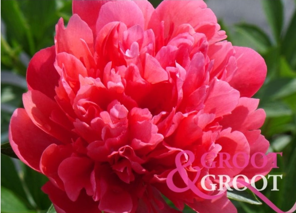 Lorelei Peony