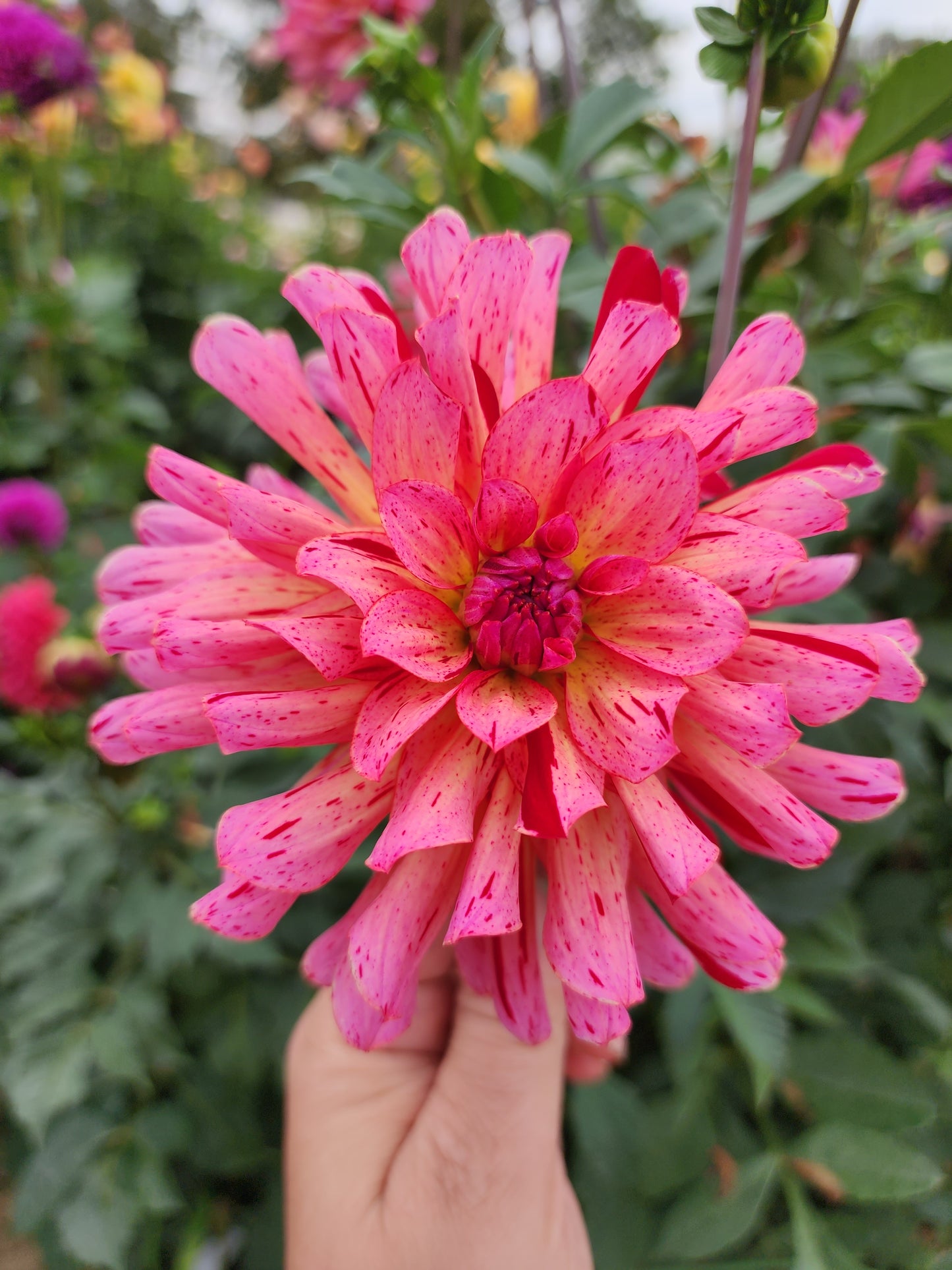 Mingus Toni (1 tuber)