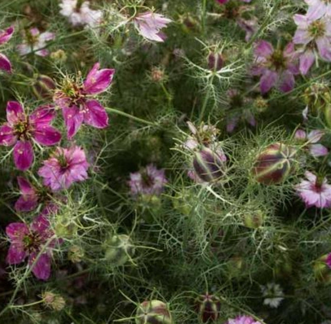 Miss Jekyll Rose Love in a Mist - Nigella Seeds