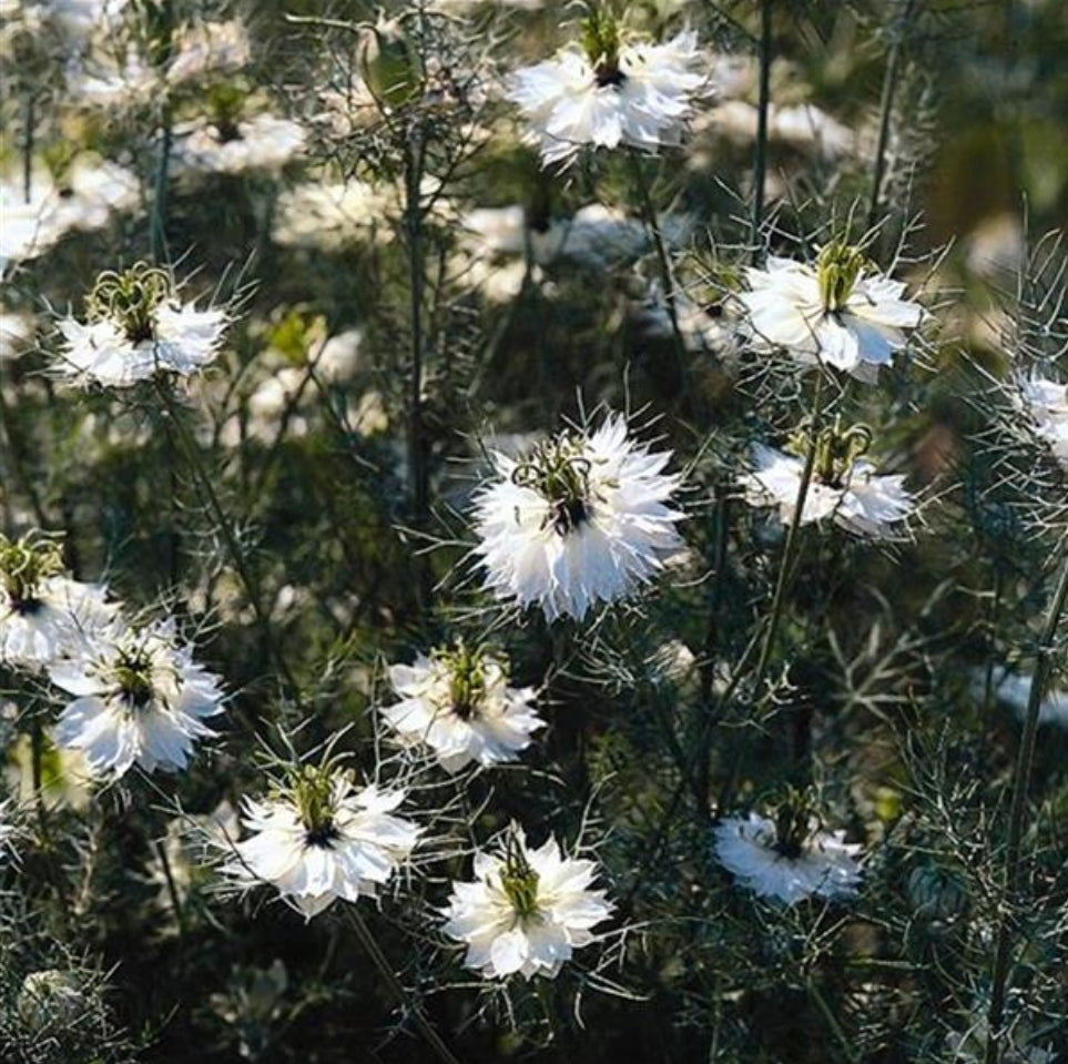 Miss Jekyll White Love in a Mist - Nigella Seeds