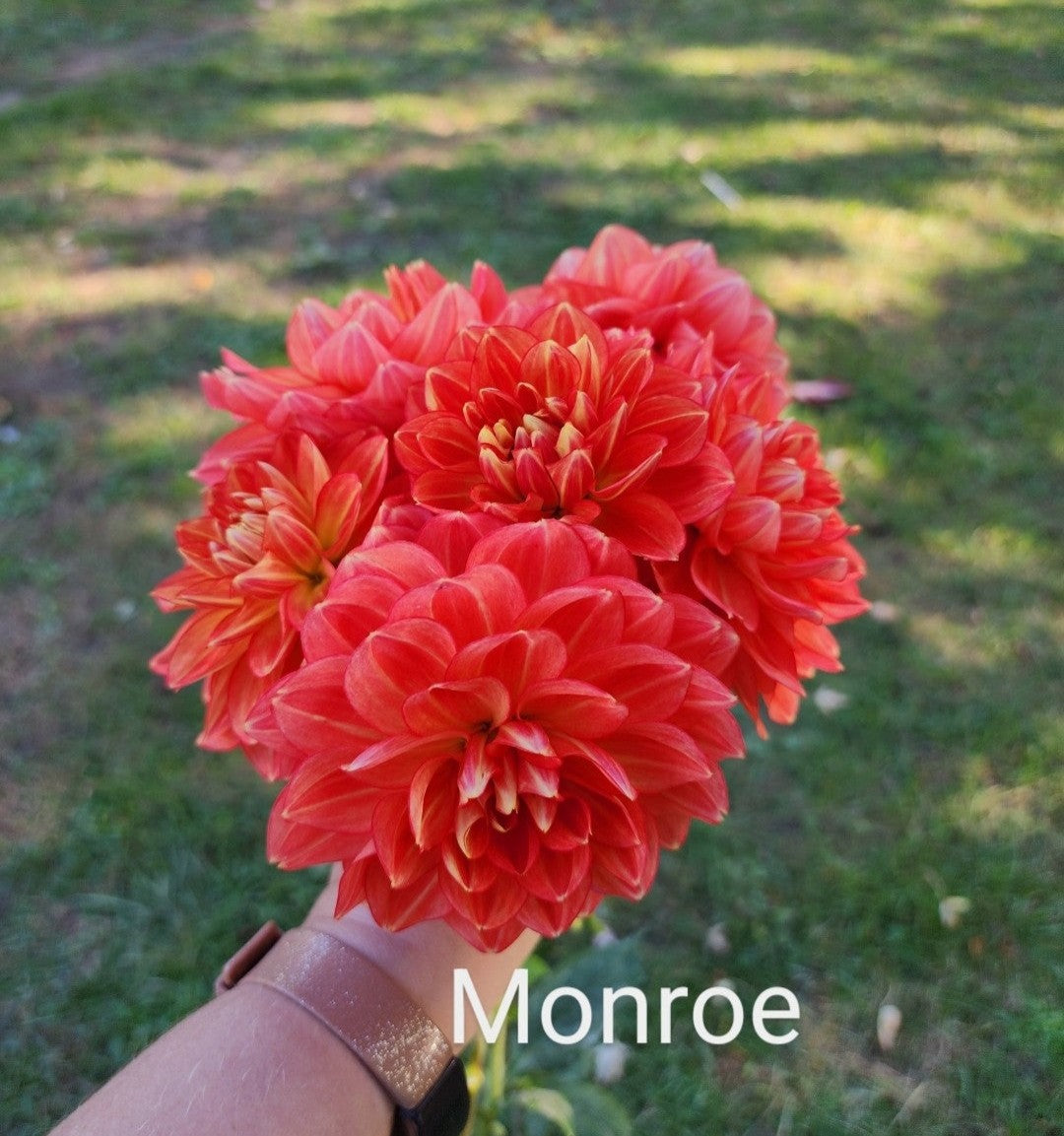 Monroe Imported (1 Tuber)