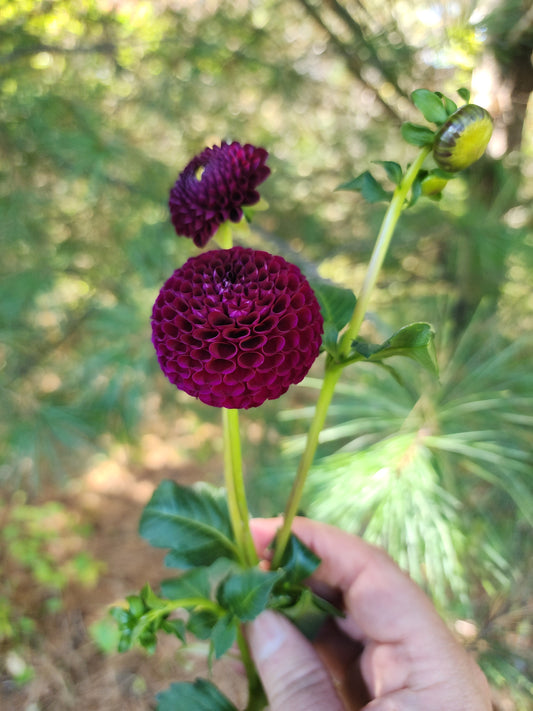 Moor Place (1 tuber)