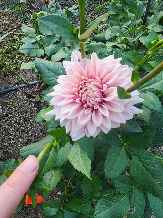 LIMIT ONE Natalie's Dress (1 tuber)