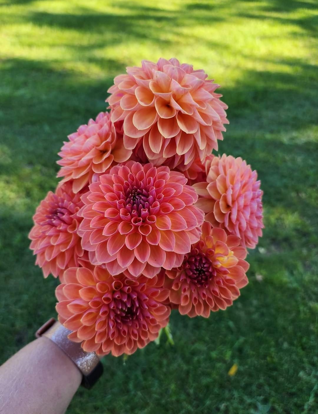 Orange Breeze (1 tuber)