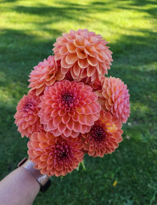 Orange Breeze (1 tuber)