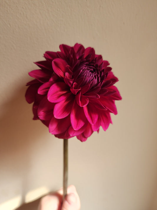 Perch Hill (1 tuber)