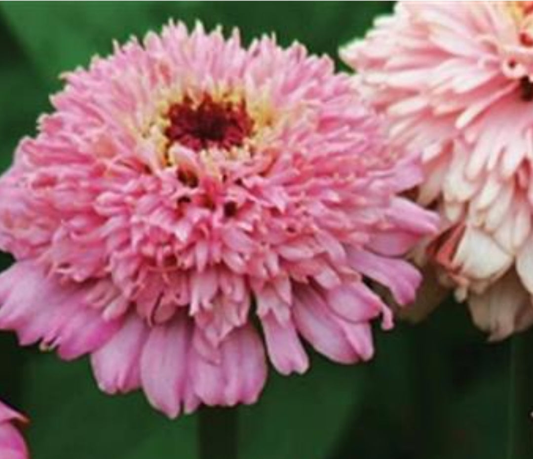 Pink Cup Cakes Zinnia Seeds