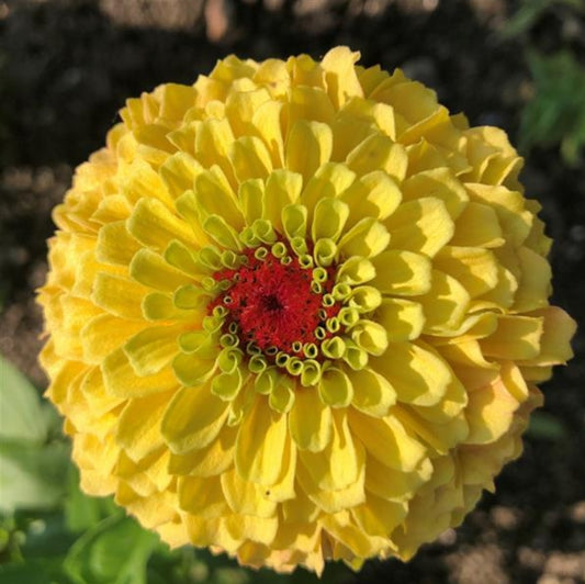 Queeny Lemon Peach Zinnia Seeds