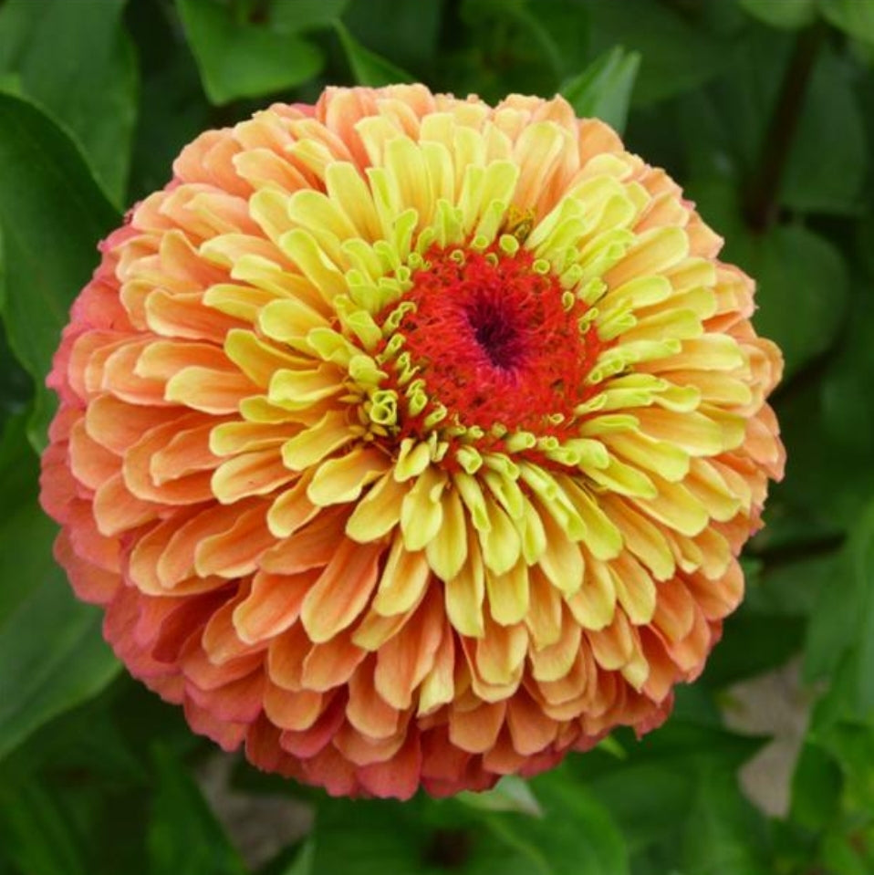 Queeny Lime Orange Zinnia Seeds