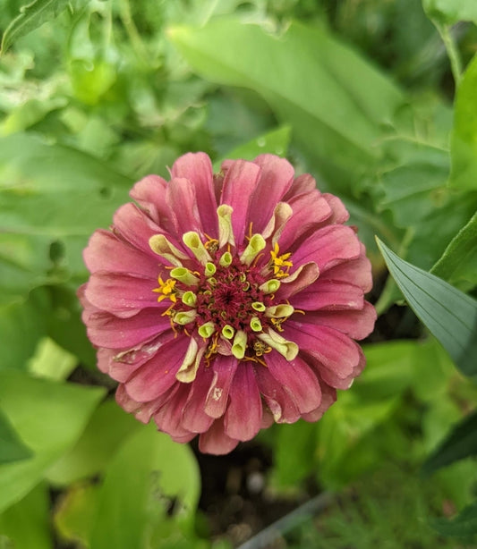 Queeny Lime Red Zinnia Seeds